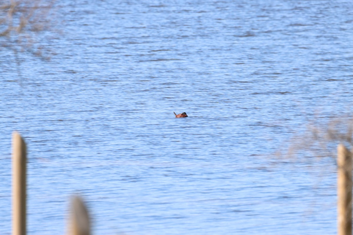 Lake Duck - ML641927152