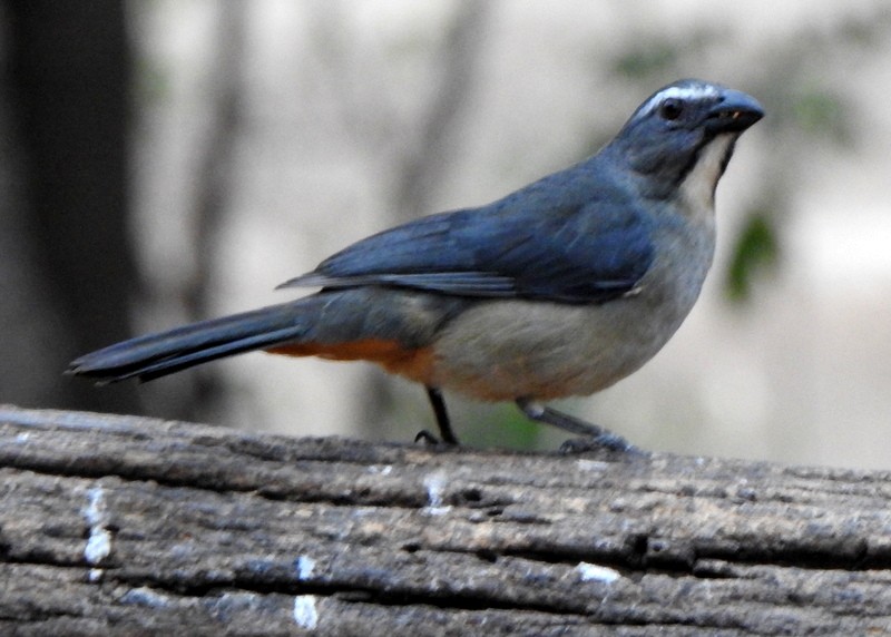 Bluish-gray Saltator - ML641927193