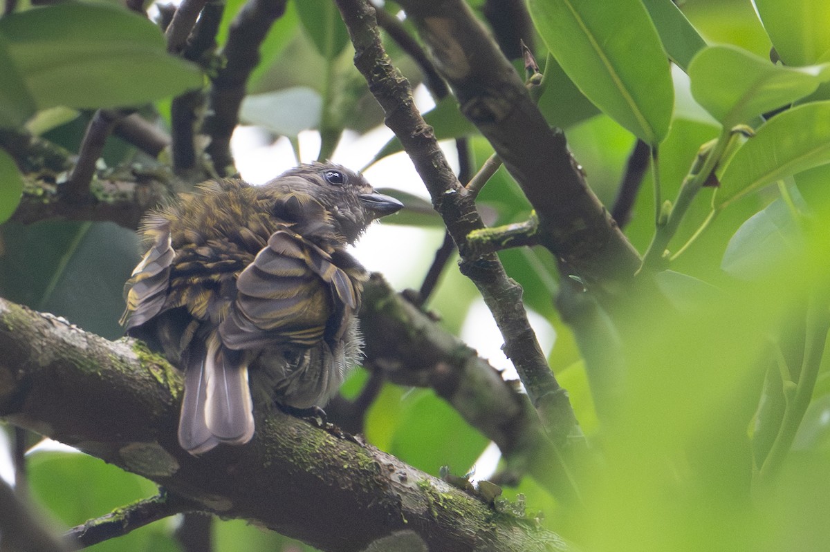 Lesser Honeyguide - ML641927195