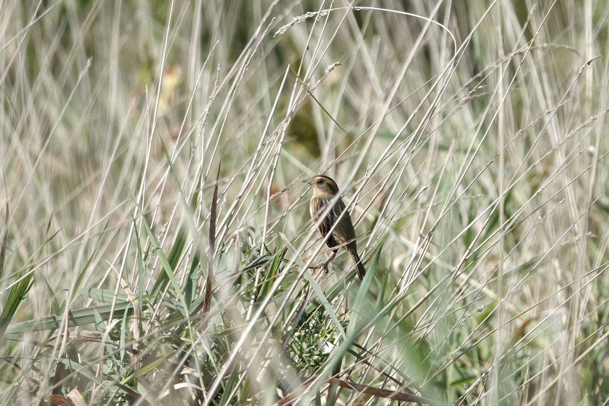 nålhalespurv - ML641927200