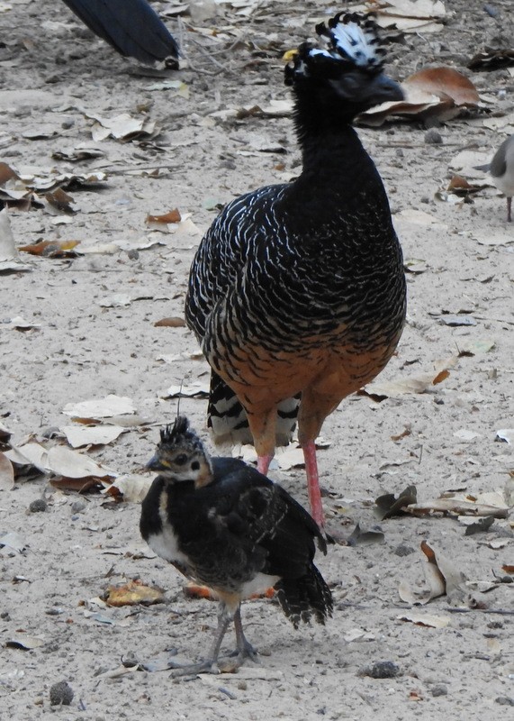 Bare-faced Curassow - ML641927201