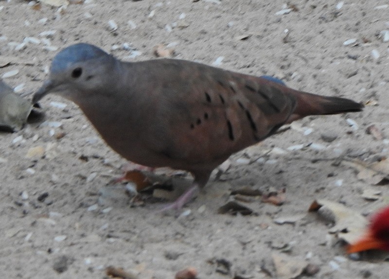 Ruddy Ground Dove - ML641927206