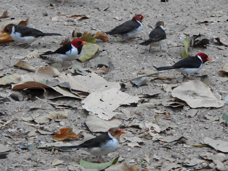 Yellow-billed Cardinal - ML641927211