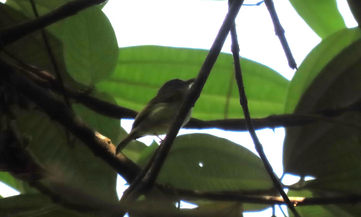Northern Bentbill - ML641927226
