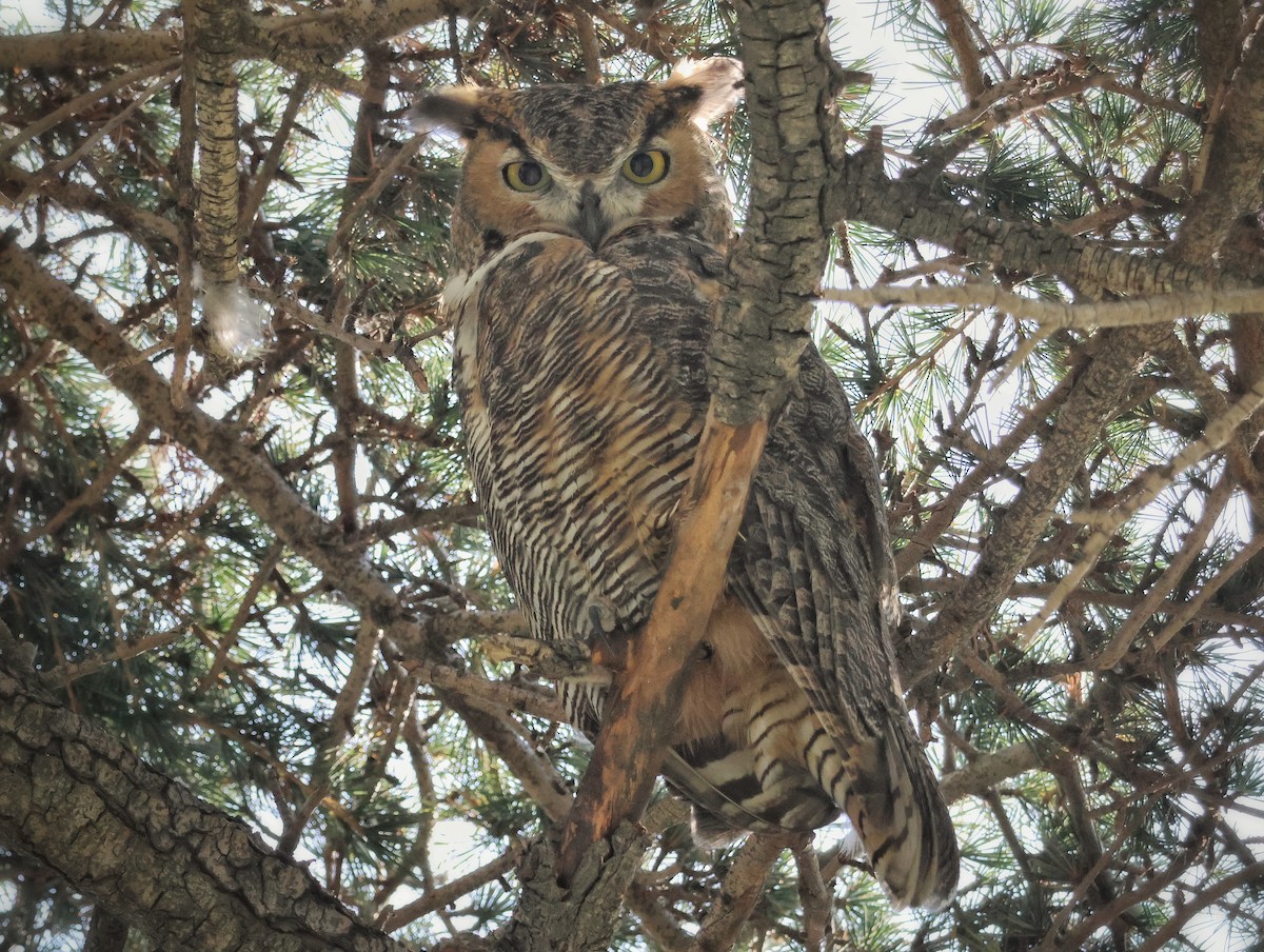Great Horned Owl - ML641927230