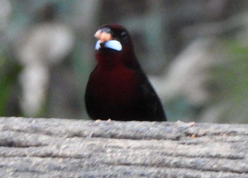 Silver-beaked Tanager - ML641927256