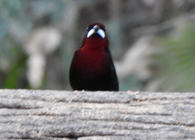 Silver-beaked Tanager - ML641927257