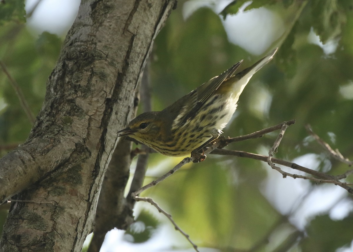 Paruline tigrée - ML641927279