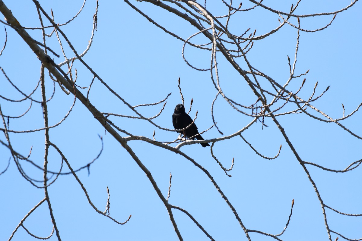 Austral Blackbird - ML641927282