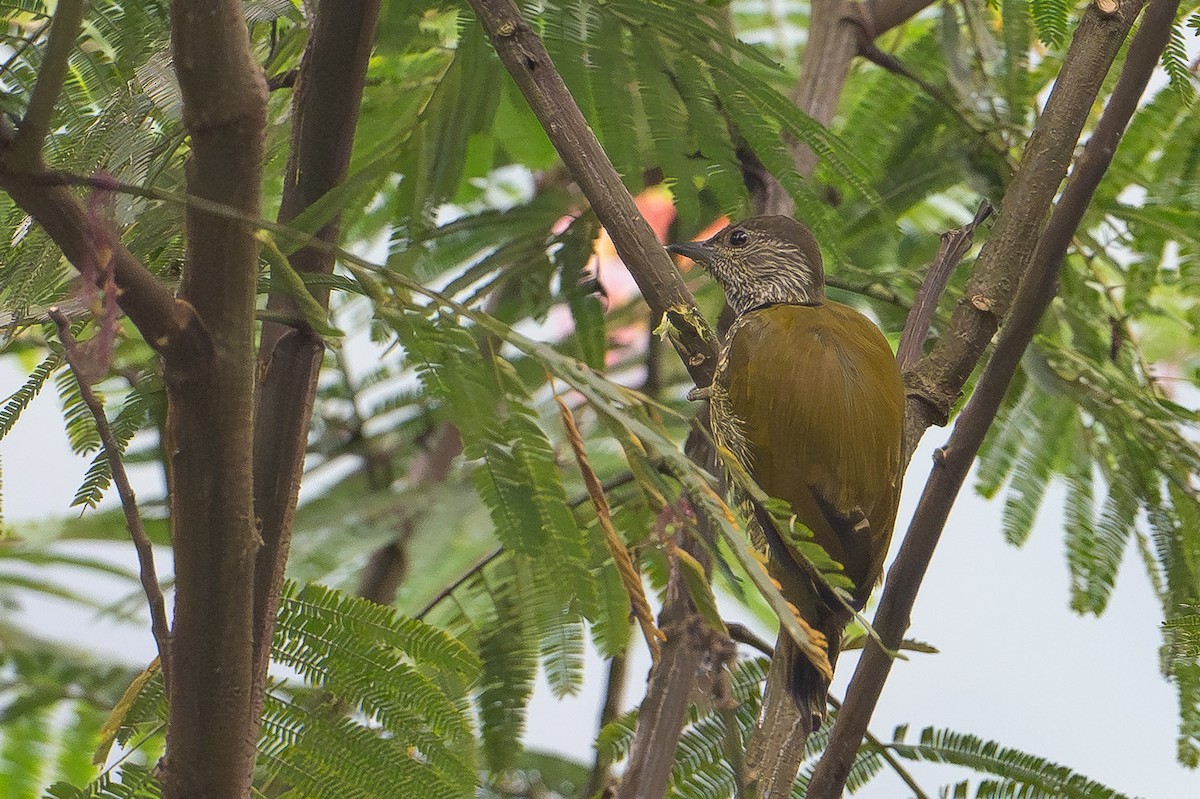 Fine-banded Woodpecker - ML641927284