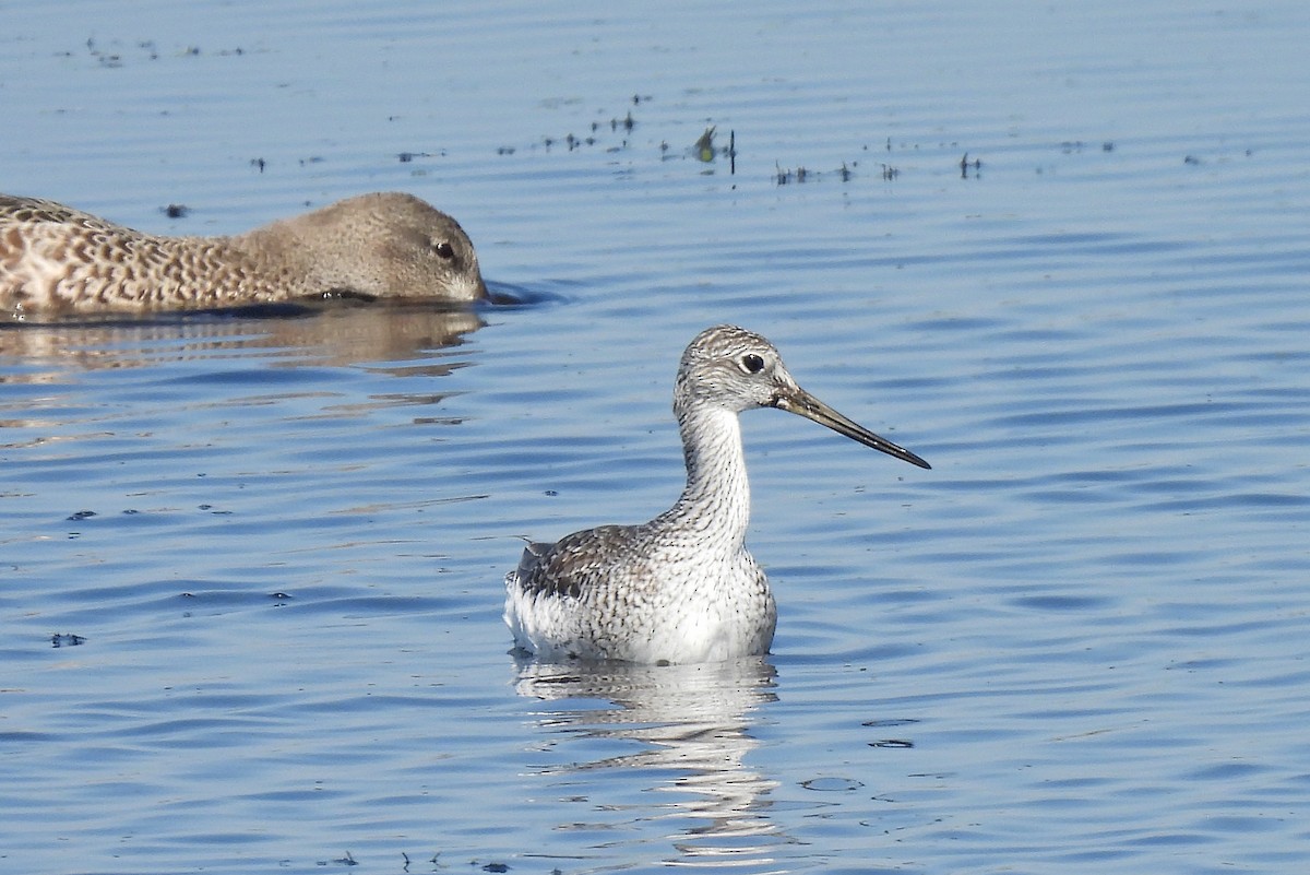 plystresnipe - ML641927300