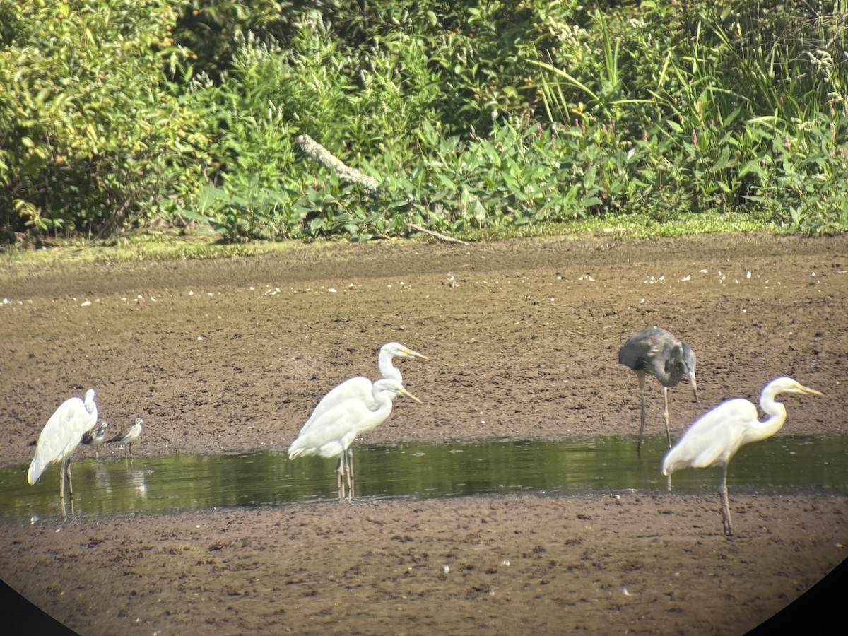 egretthegre - ML641927303
