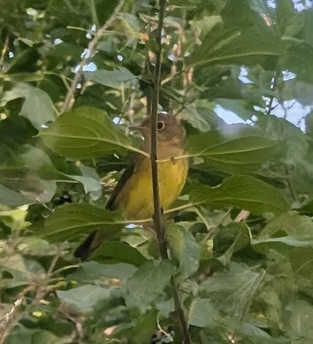 markparula - ML641927321