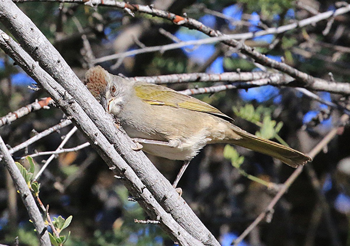 Green-tailed Towhee - ML641927341