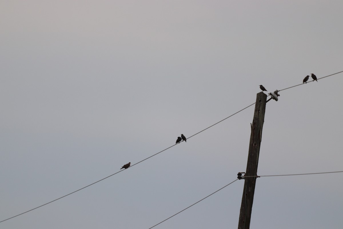 Mourning Dove - ML641927356