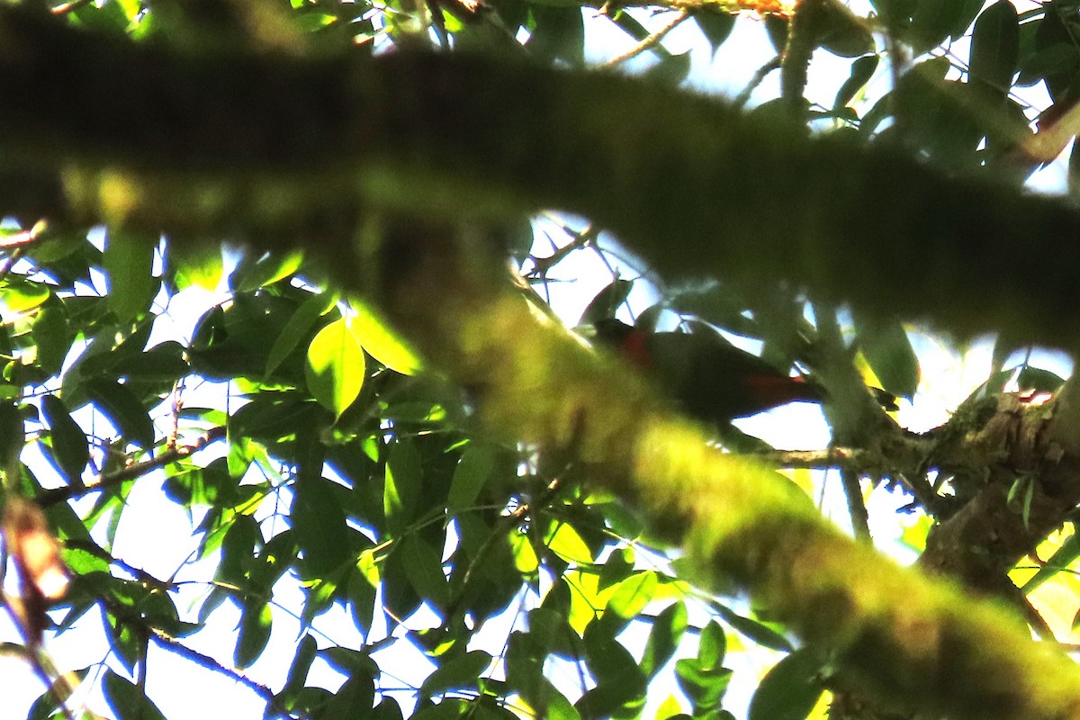 Crimson-collared Tanager - ML641927366
