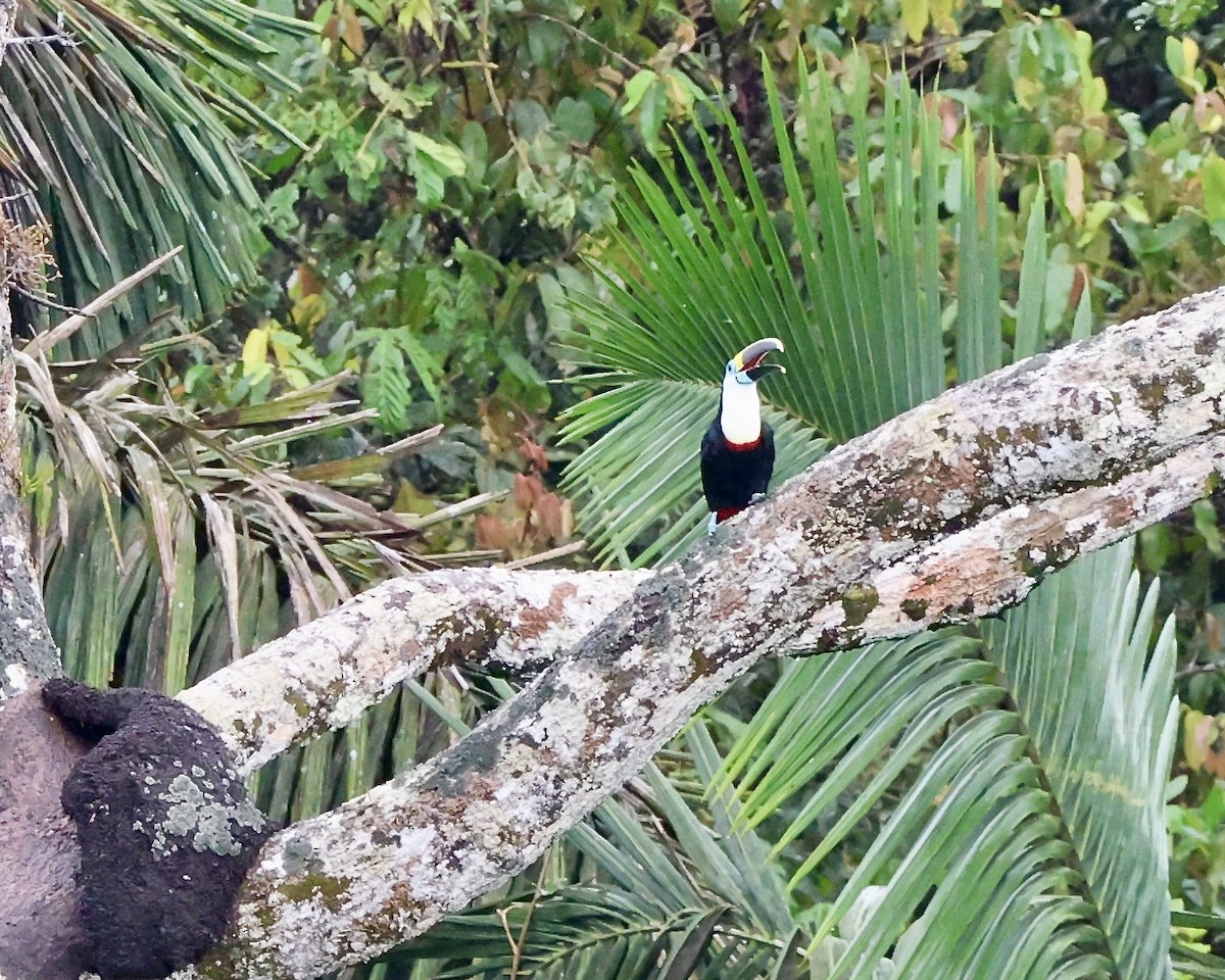 White-throated Toucan - ML641927373