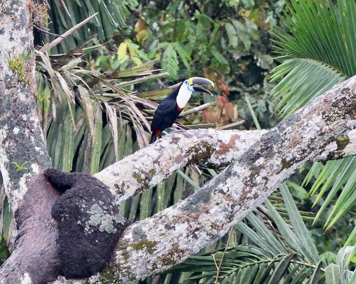 White-throated Toucan - ML641927383