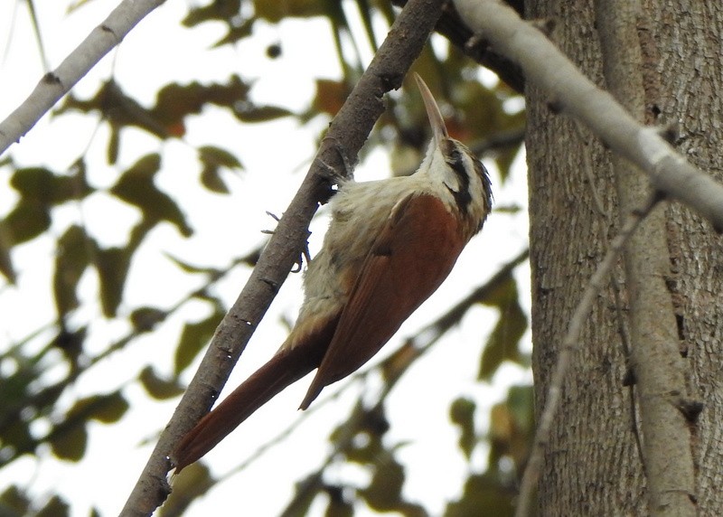 Narrow-billed Woodcreeper - ML641927397