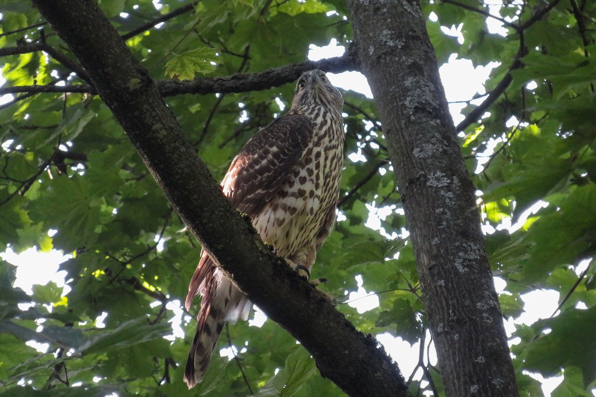 Eurasian Goshawk - ML641927401