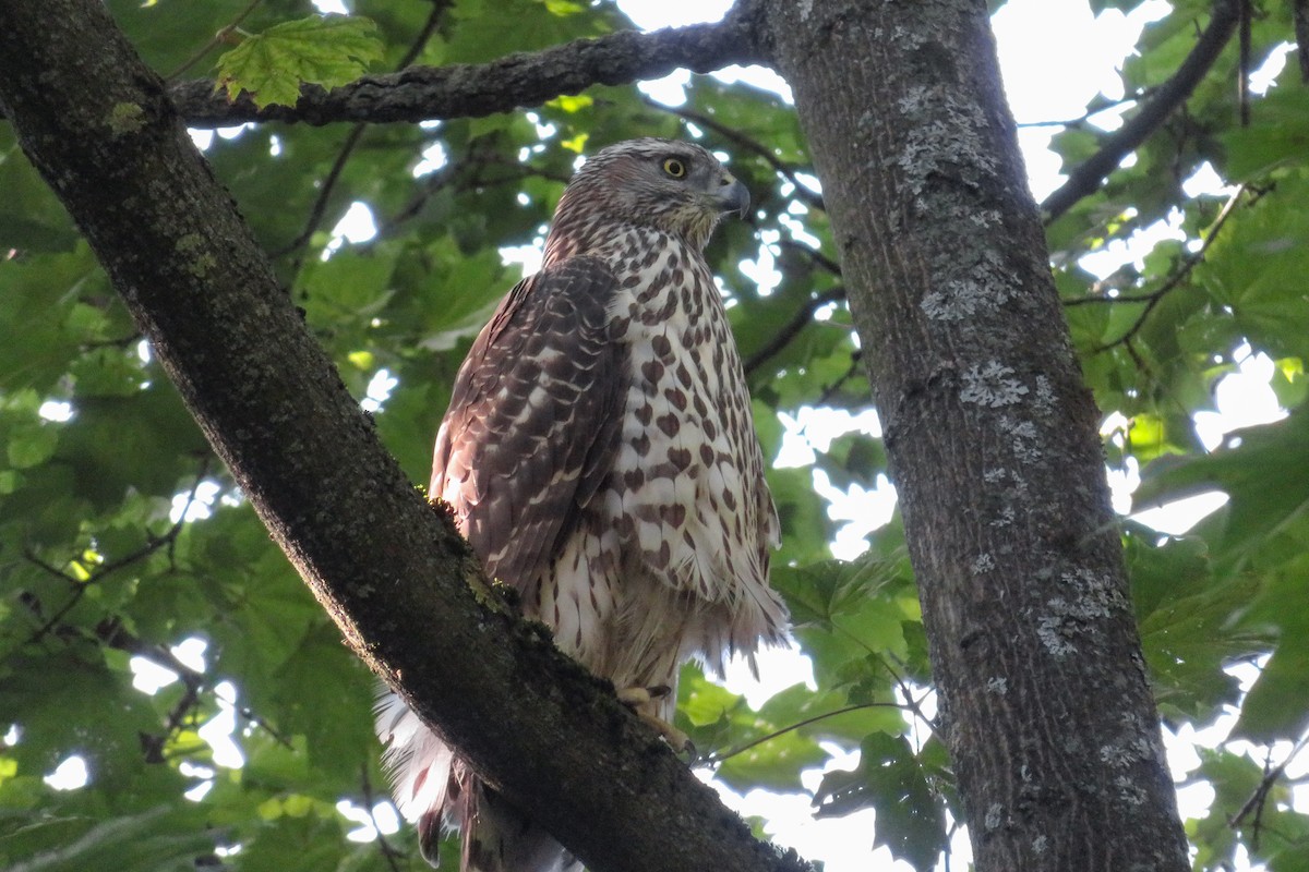 Eurasian Goshawk - ML641927402