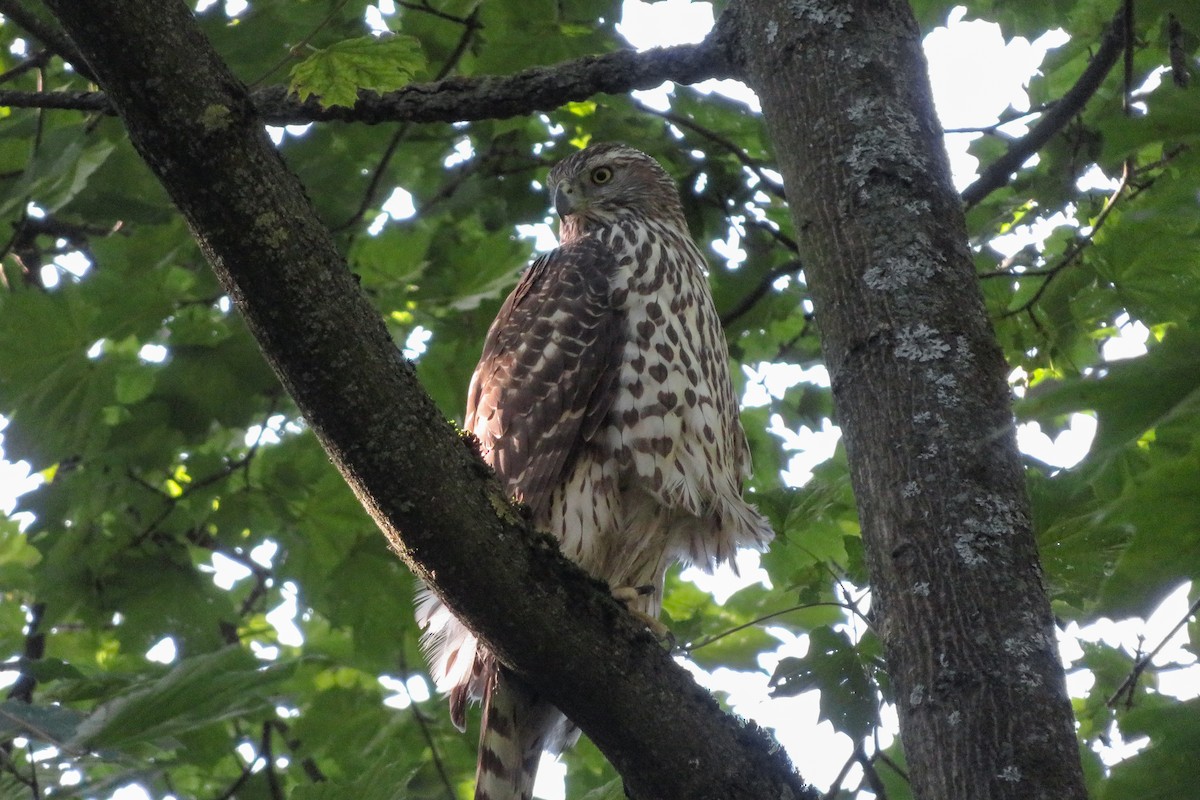 Eurasian Goshawk - ML641927403