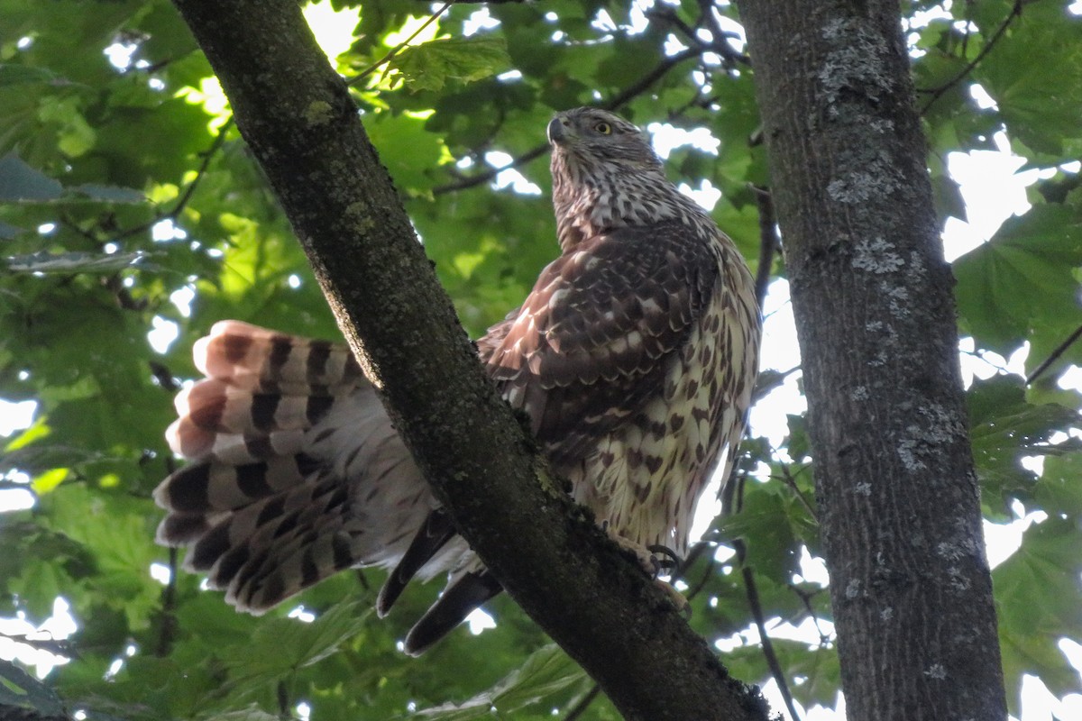 Eurasian Goshawk - ML641927404