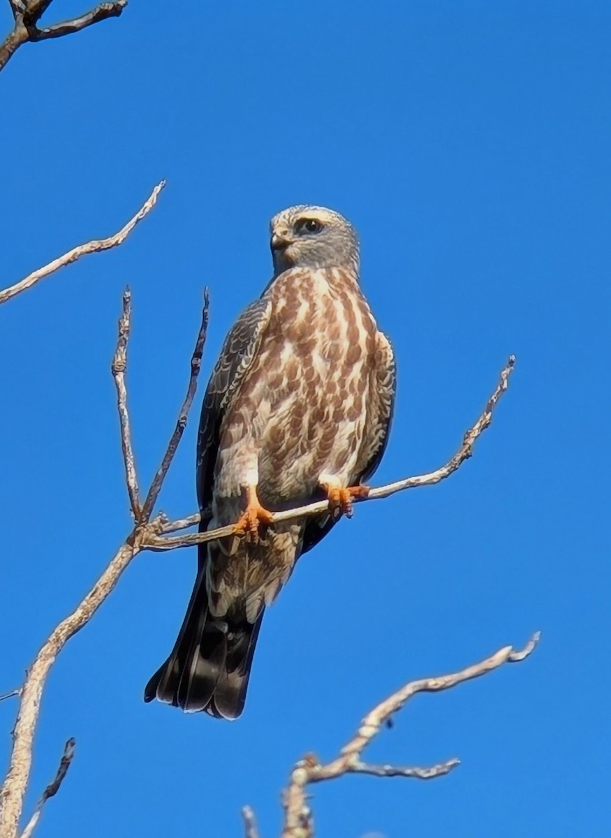 Mississippi Kite - ML641927415
