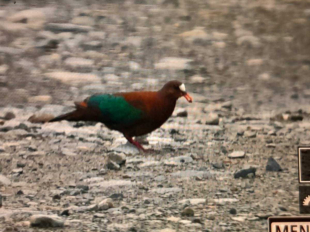 Stephan's Dove - ML641927428