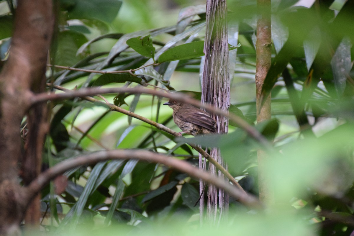 Red-eyed Bulbul - ML641927435