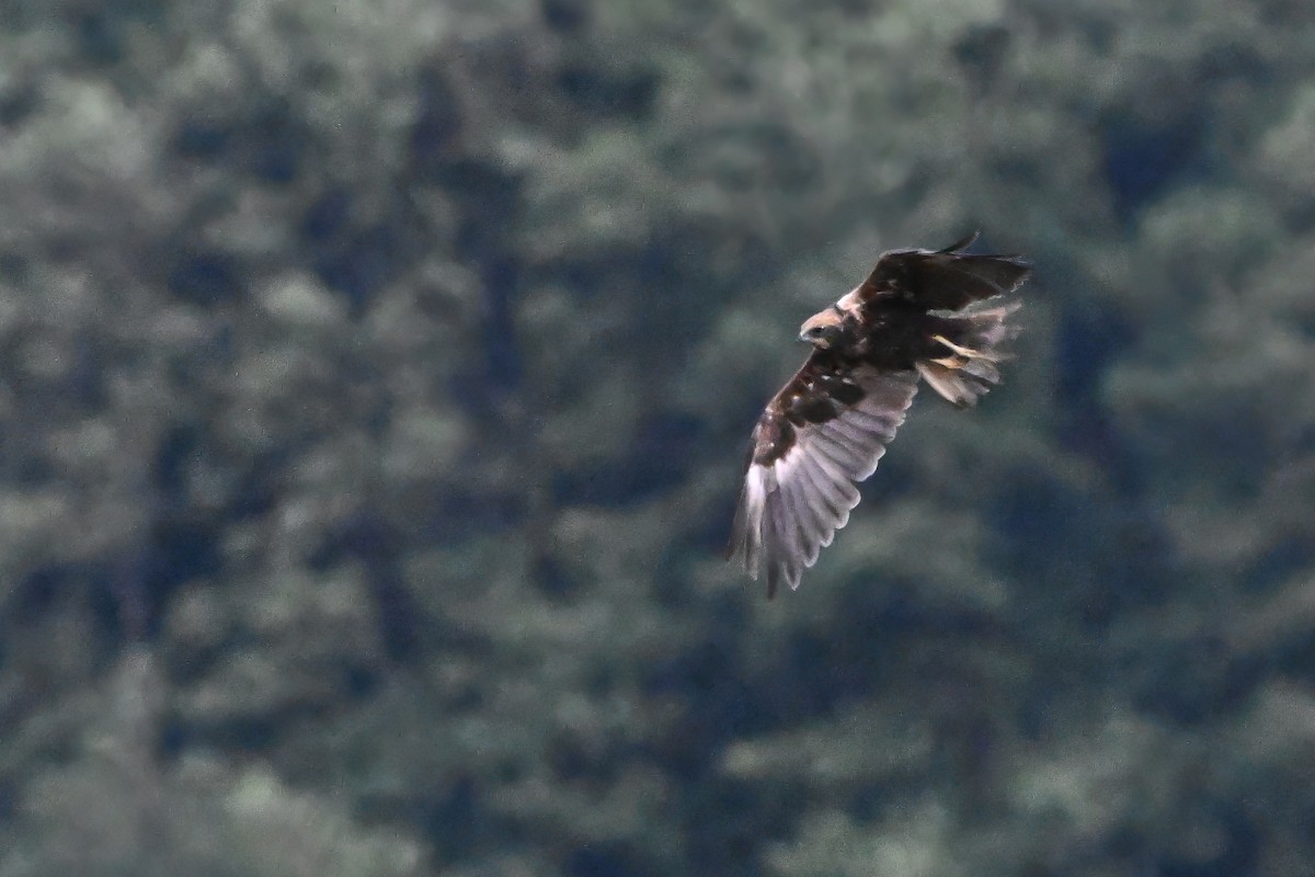 Western Marsh Harrier - ML641927443
