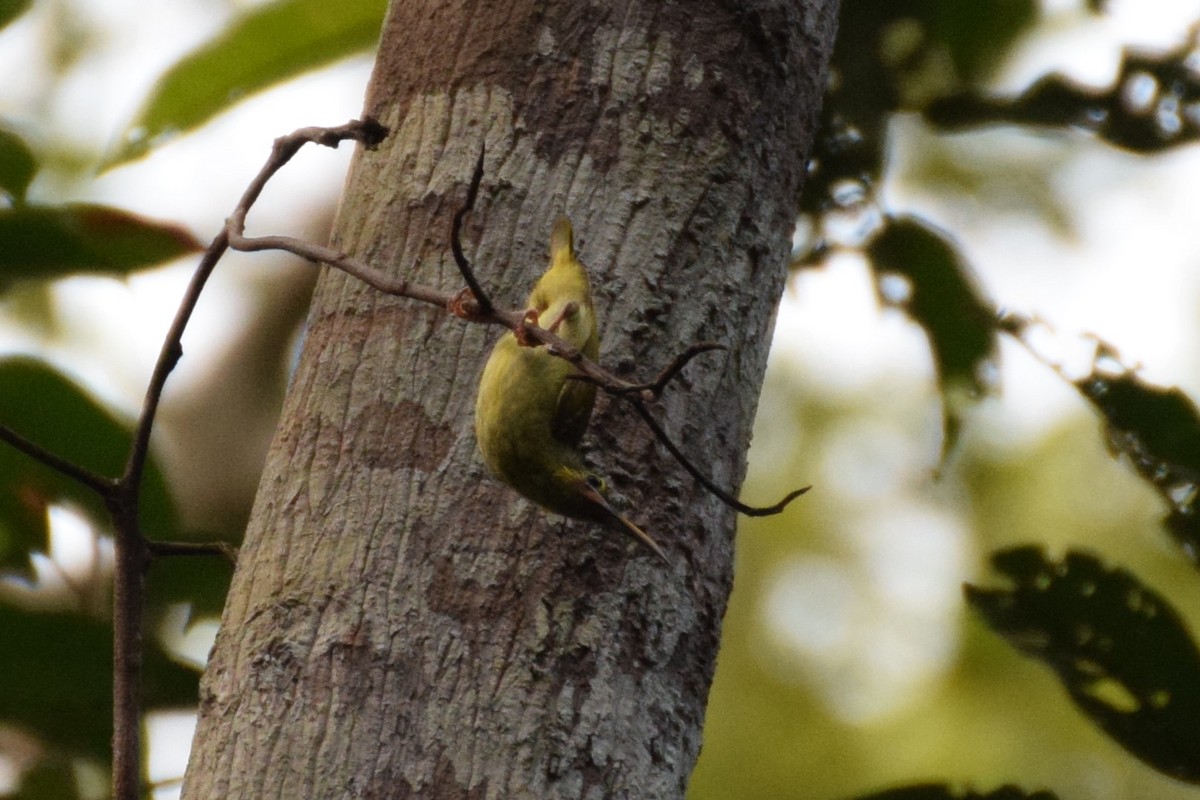 Yellow-eared Spiderhunter - ML641927460