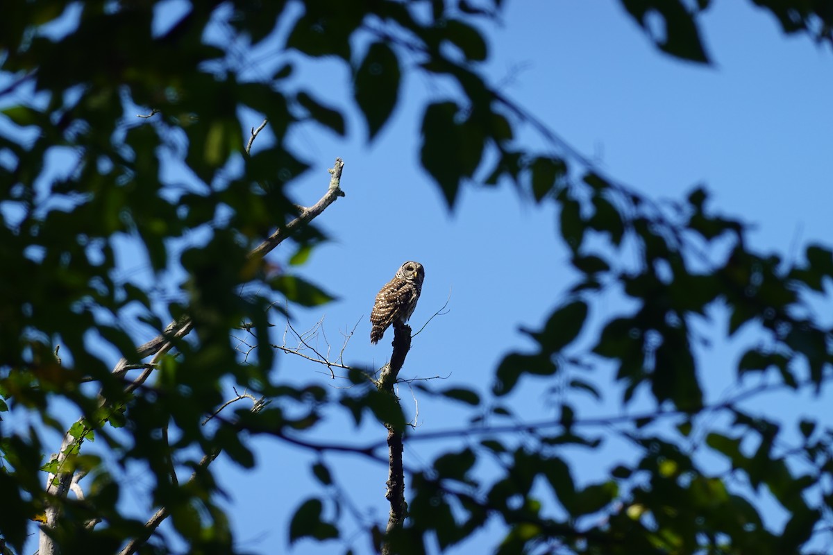 アメリカフクロウ - ML641927467