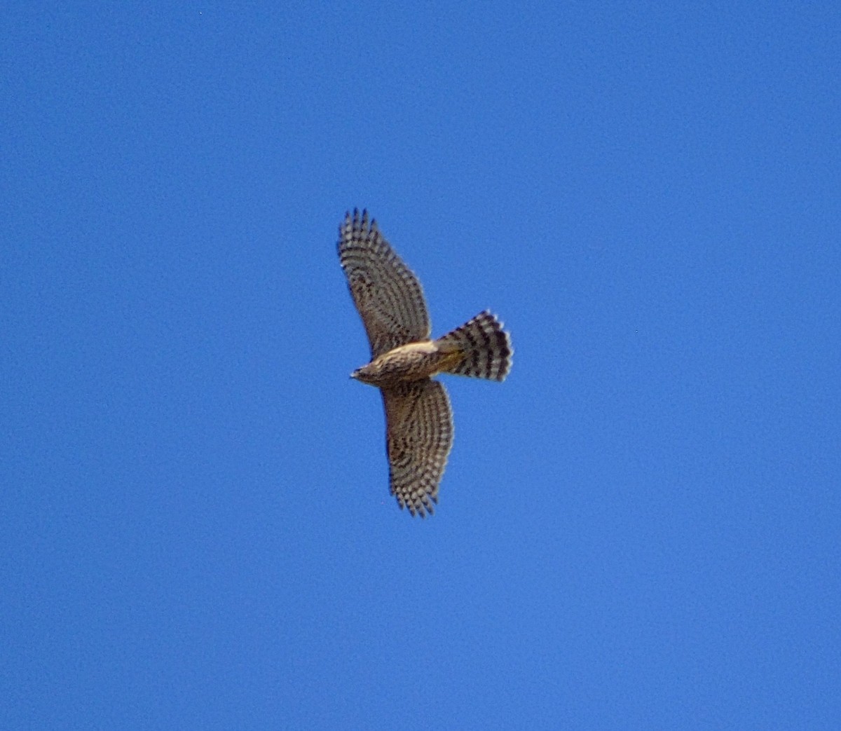 Eurasian Goshawk - ML641927517