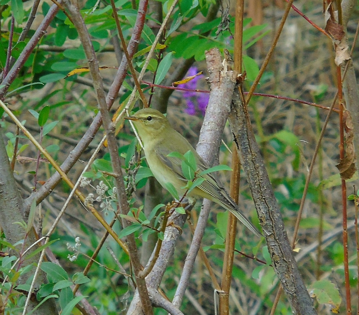 Willow Warbler - ML641927525