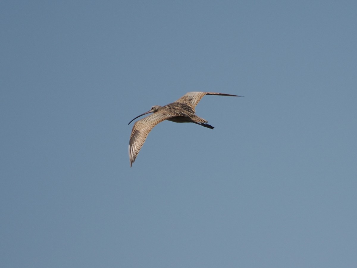 Long-billed Curlew - ML641927539