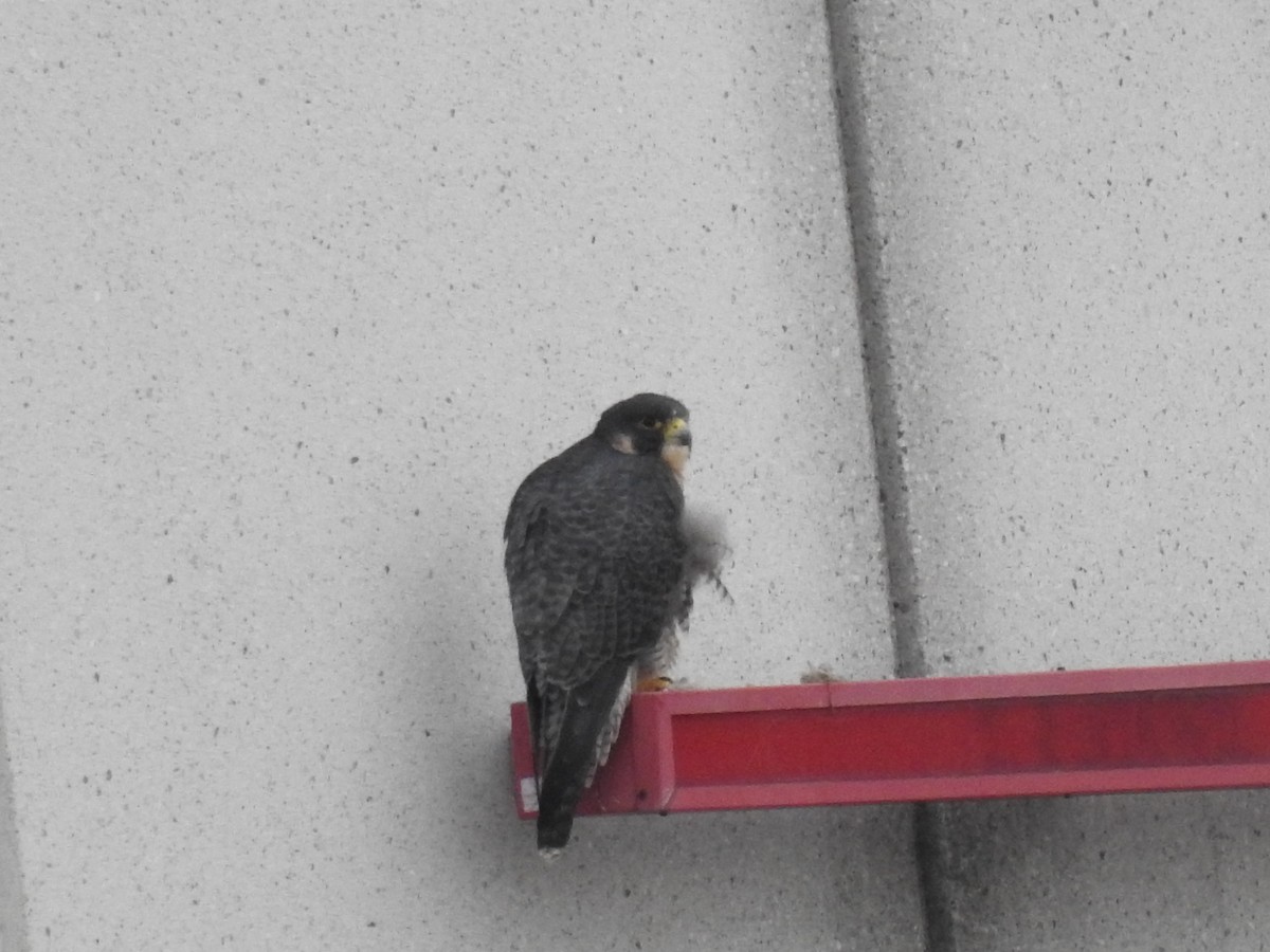 Peregrine Falcon - ML641927540