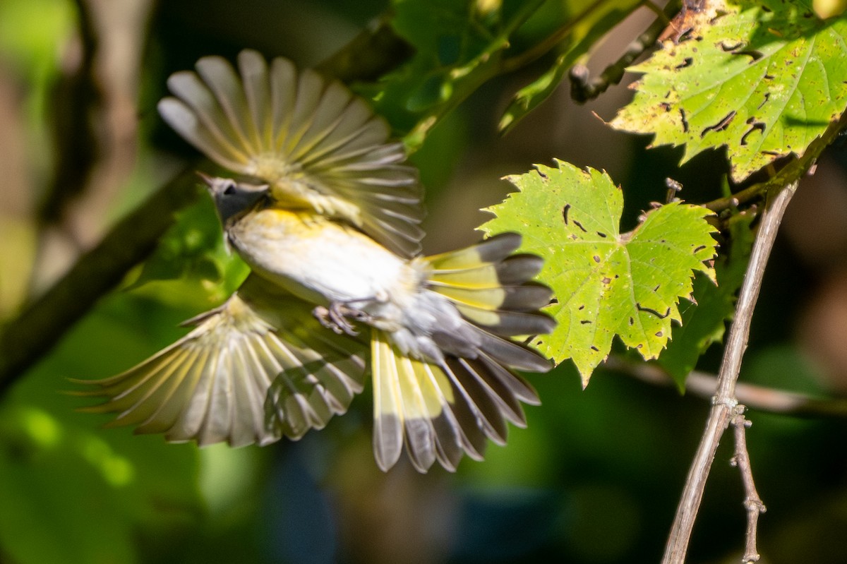 American Redstart - ML641927616