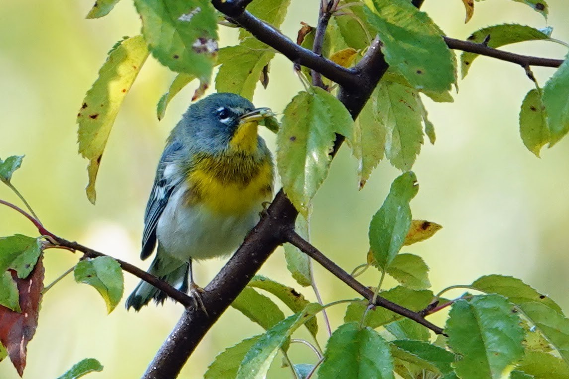 Northern Parula - ML641927617