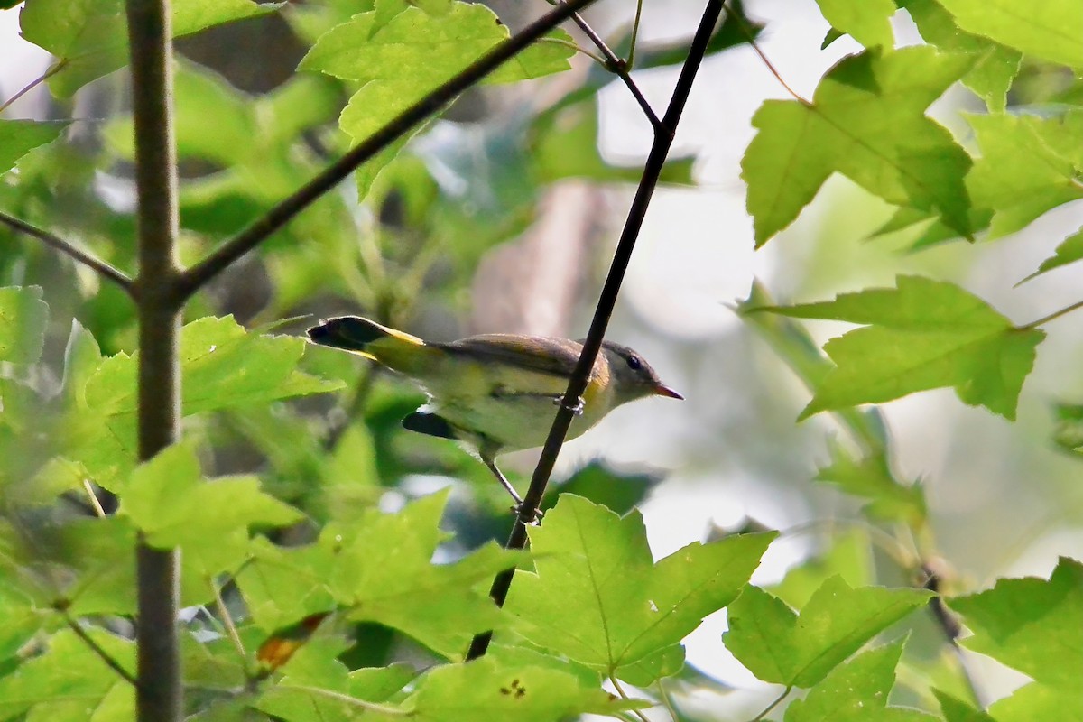 American Redstart - ML641927628