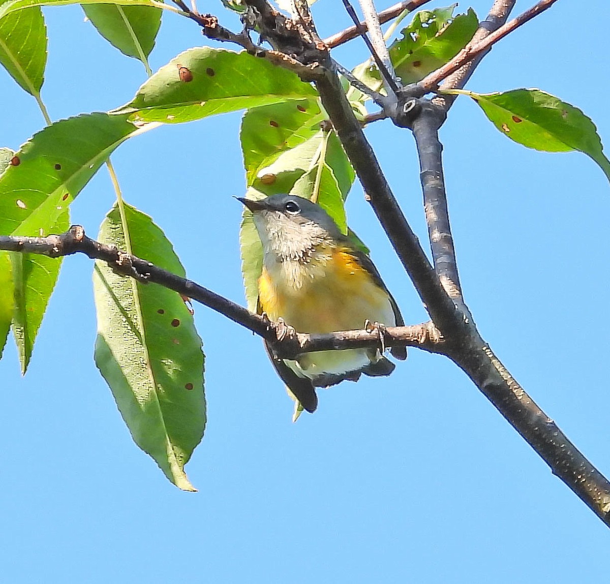 American Redstart - ML641927640