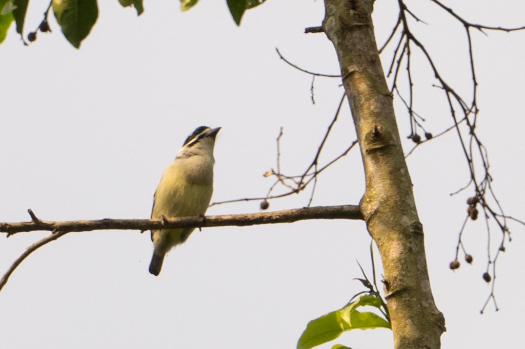 Yellow-rumped Tinkerbird - ML641927649