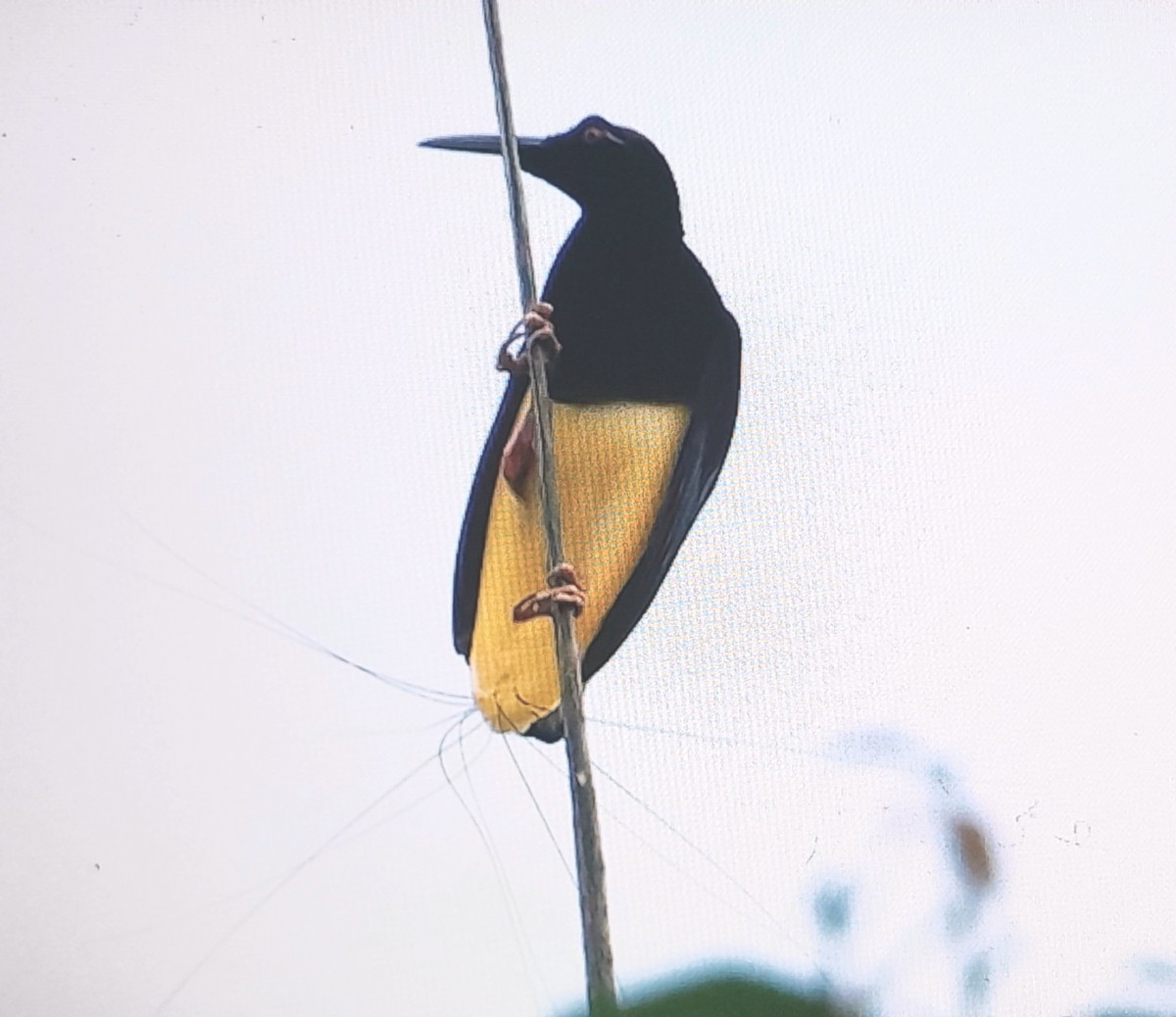 Twelve-wired Bird-of-Paradise - ML641927650