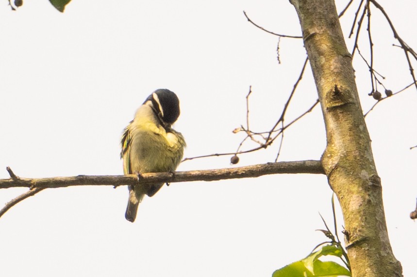 Yellow-rumped Tinkerbird - ML641927652