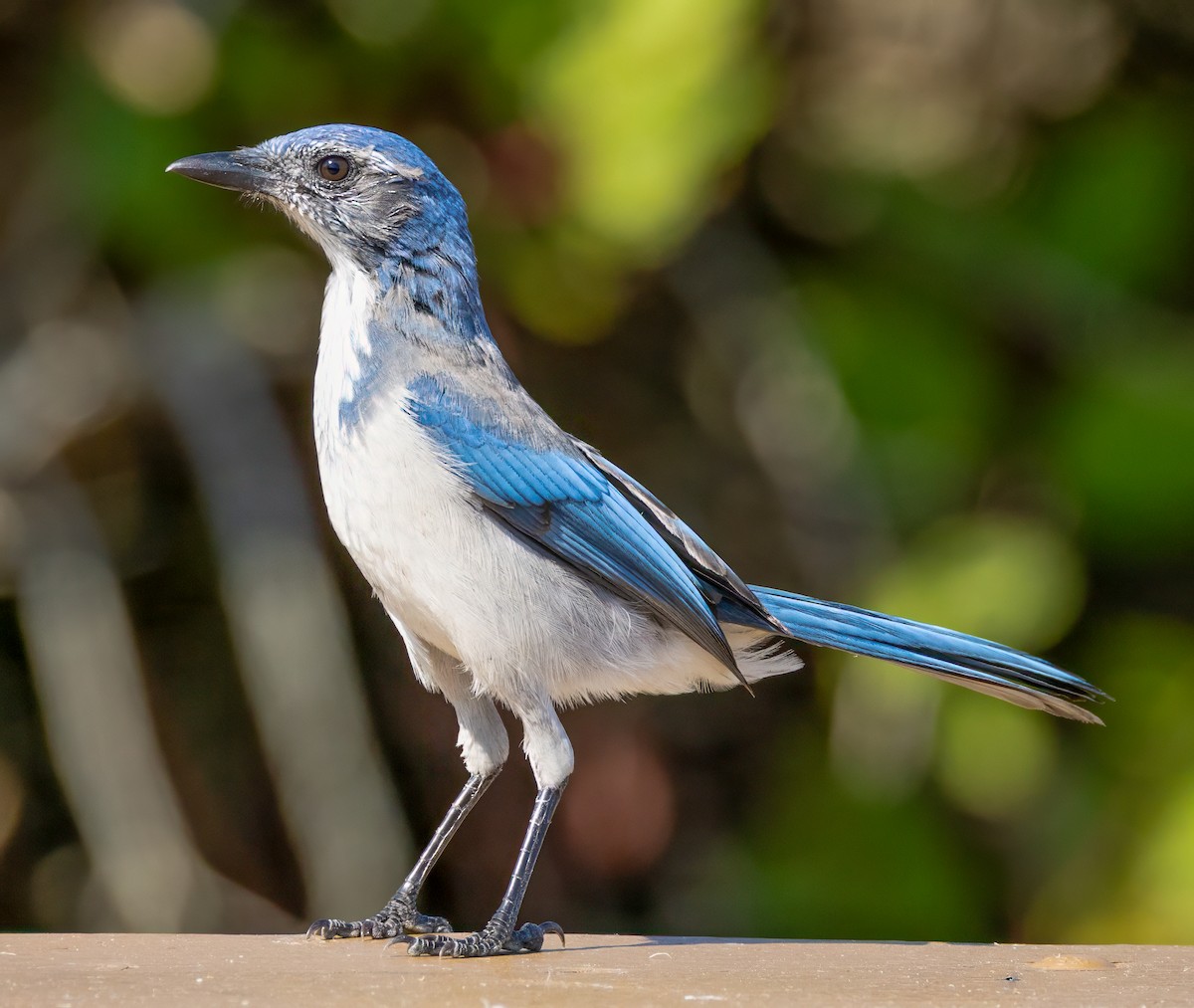California Scrub-Jay - ML641927659