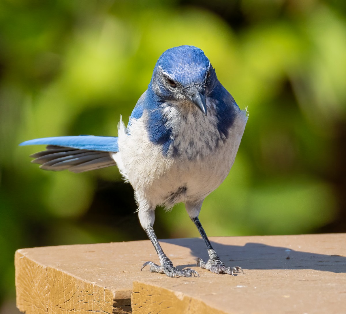 California Scrub-Jay - ML641927660