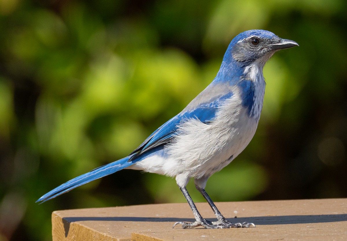 California Scrub-Jay - ML641927661
