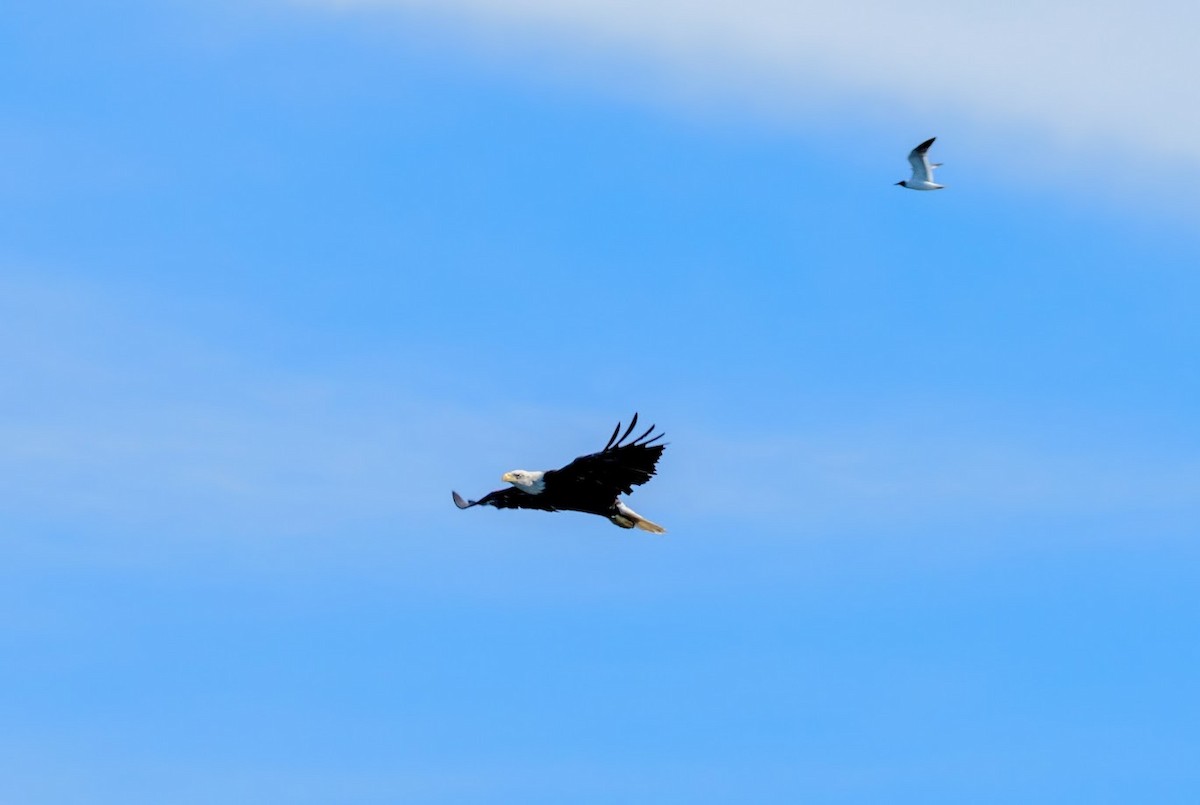 Bald Eagle - ML641927665