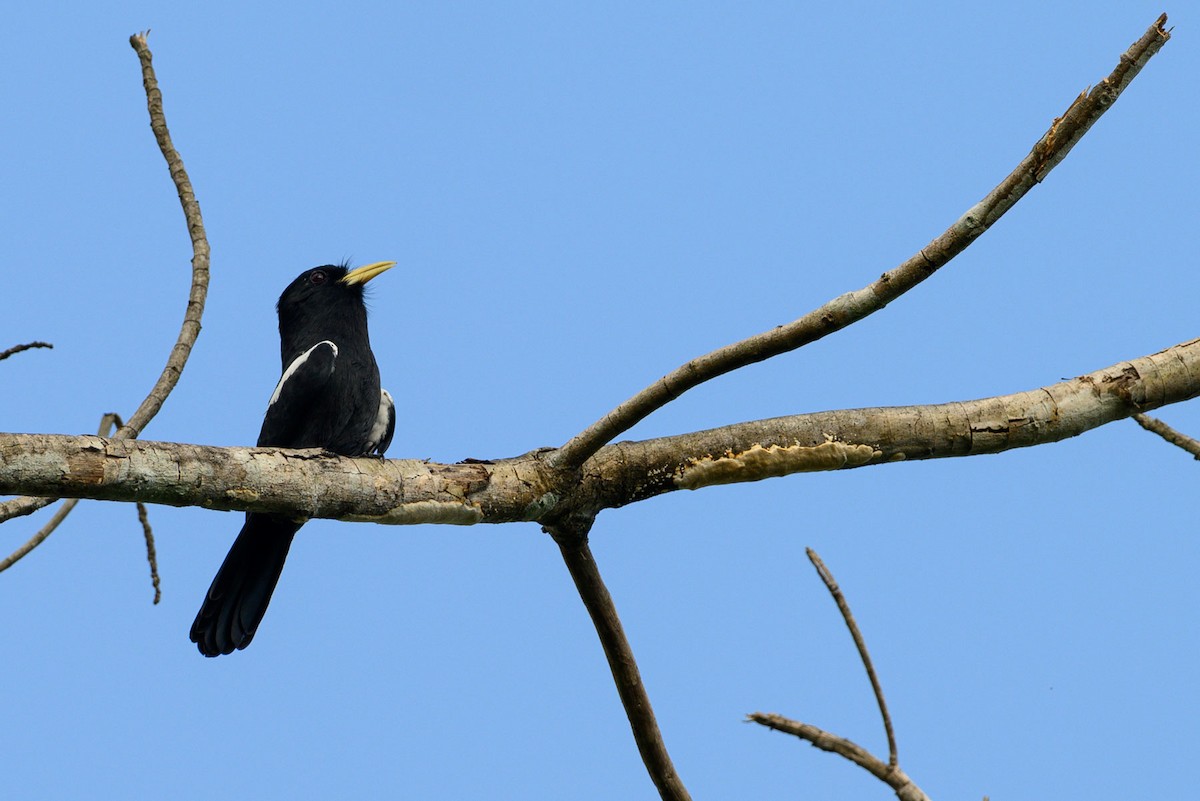 Yellow-billed Nunbird - ML641927666