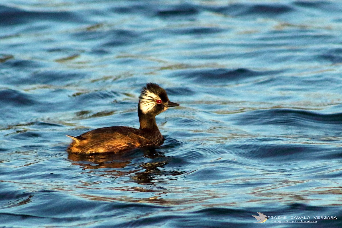 White-tufted Grebe - ML641927708